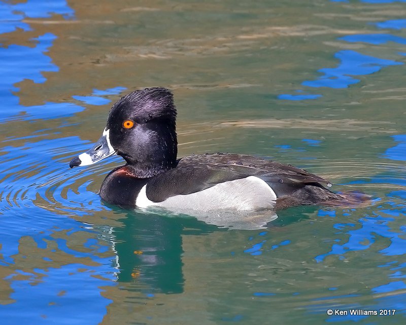 Ring-necked Duck male, Encanto Park, Phoenix, AZ, 3-29-17, Jda_40156.jpg