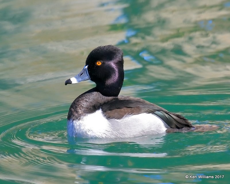 Ring-necked Duck male, Encanto Park, Phoenix, AZ, 3-29-17, Jda_40447.jpg