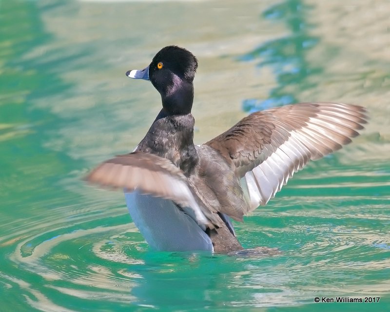 Ring-necked Duck male, Encanto Park, Phoenix, AZ, 3-29-17, Jda_40449.jpg