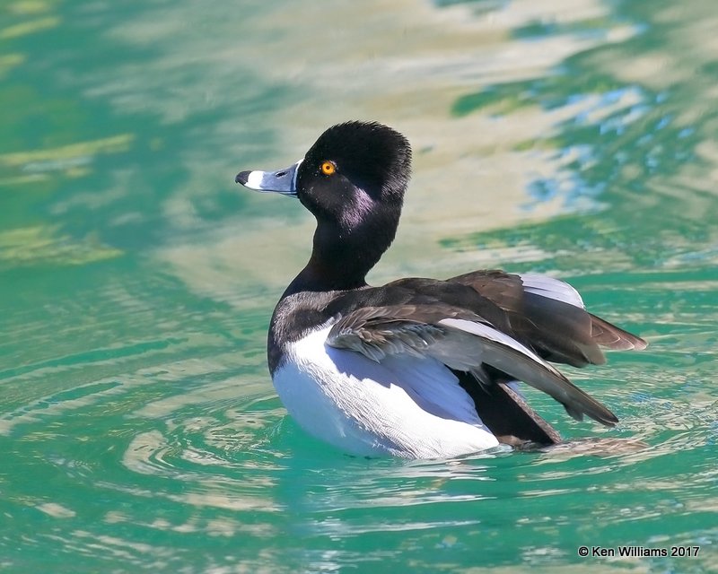 Ring-necked Duck male, Encanto Park, Phoenix, AZ, 3-29-17, Jda_40451.jpg