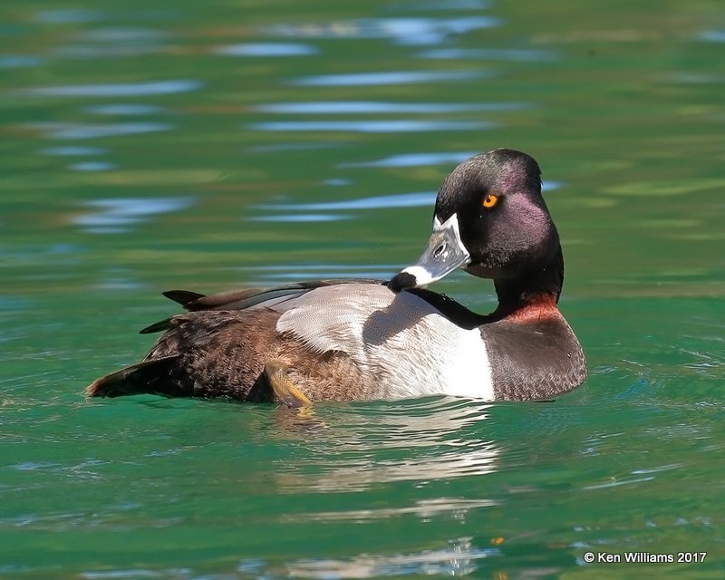 Ring-necked Duck male, Encanto Park, Phoenix, AZ, 3-29-17, Jda_40456.jpg