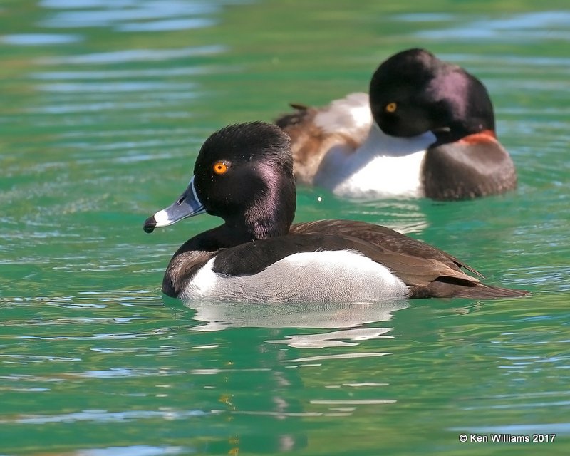 Ring-necked Duck male, Encanto Park, Phoenix, AZ, 3-29-17, Jda_40458.jpg