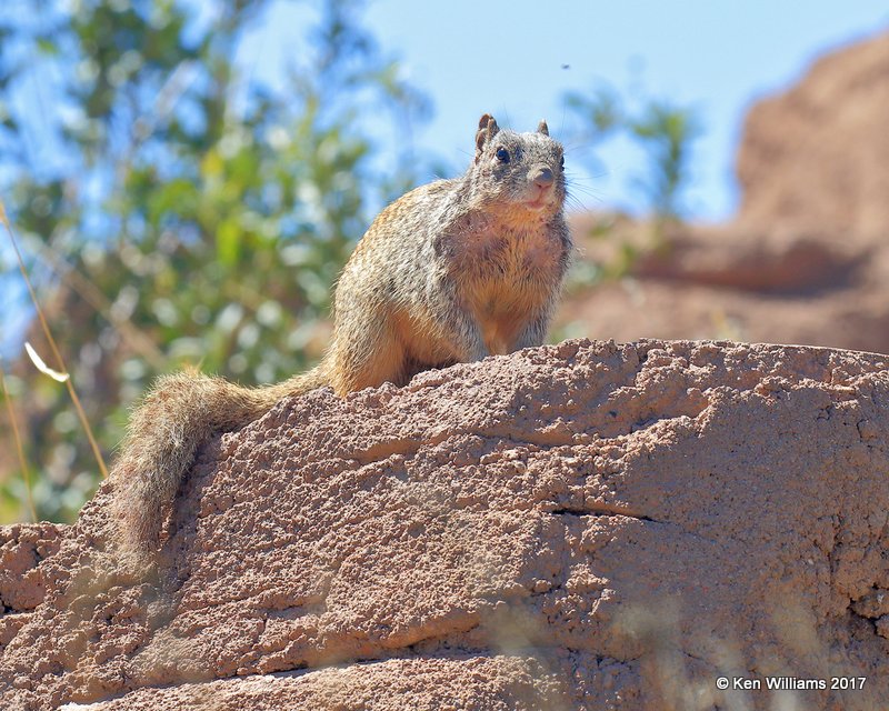 Rock Squirrel, Arizona-Sonora Desert Museum, AZ, 3-29-17, Jda_41331.jpg
