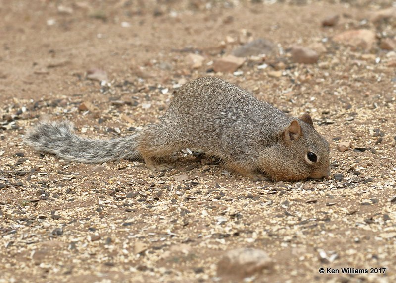 Rock Squirrel, Ash Canyon, Sierra Vista, AZ, 4-1-17, Jda_42975.jpg