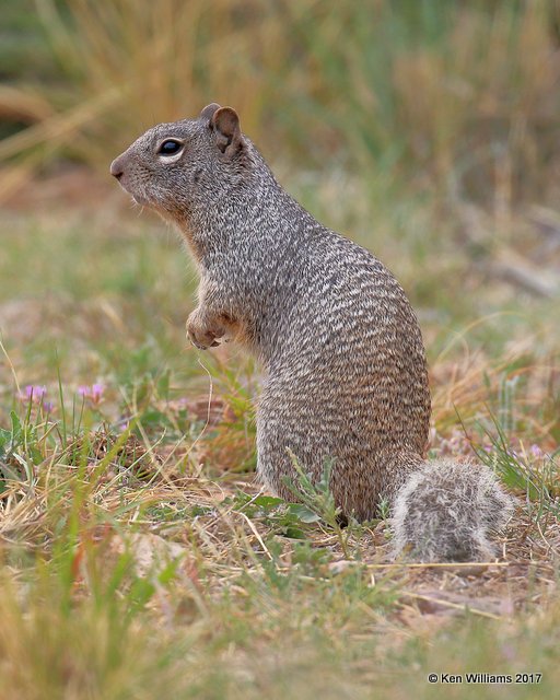 Rock Squirrel, Ash Canyon, Sierra Vista, AZ, 4-1-17, Jda_43175.jpg