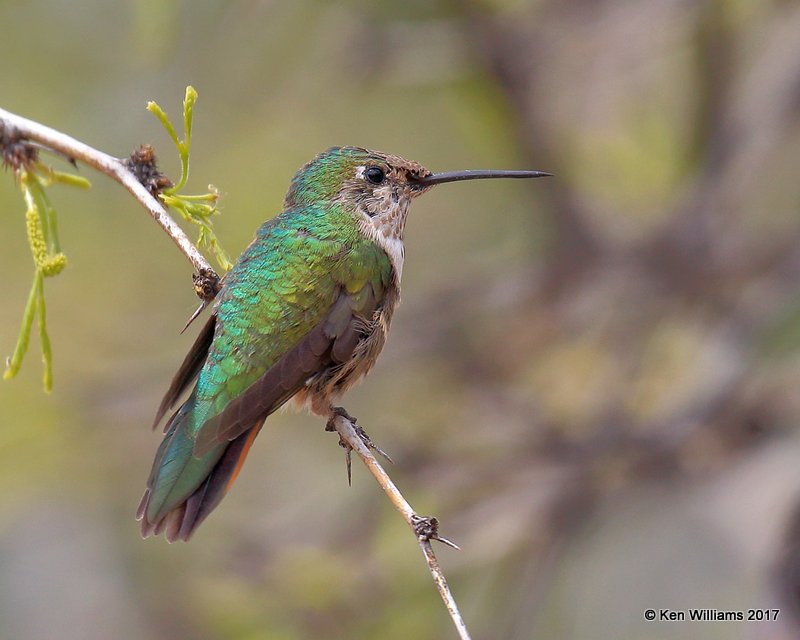 Rufous Hummingbird female, Ash Canyon, Sierra Vista, AZ, 4-1-17, Jda_42854.jpg