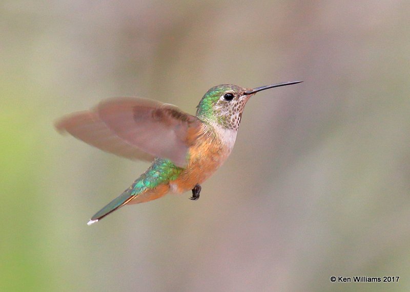 Rufous Hummingbird female, Ash Canyon, Sierra Vista, AZ, 4-1-17, Jda_42960.jpg