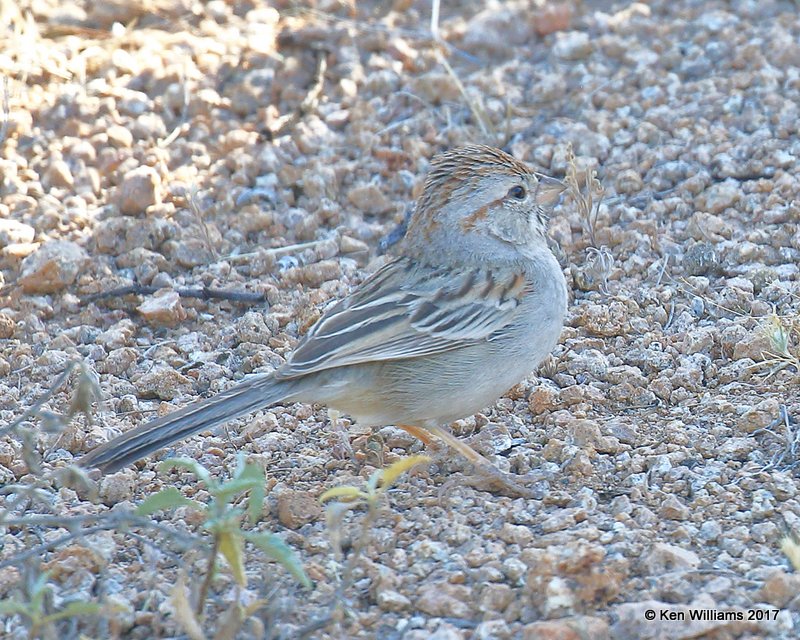 Rufous-winged Sparrow, Saguaro National Park, AZ, 3-29-17, Jda_41579.jpg