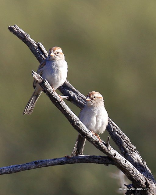 Rufous-winged Sparrow, Saguaro National Park, AZ, 3-29-17, Jda_41602.jpg