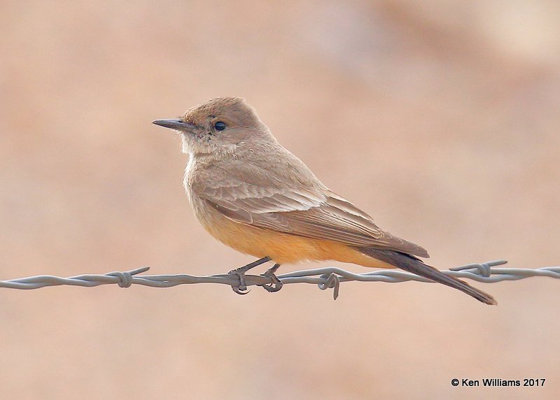 Say's Phoebe, Sierra Vista, AZ, 4-1-17, Jda_43324.jpg