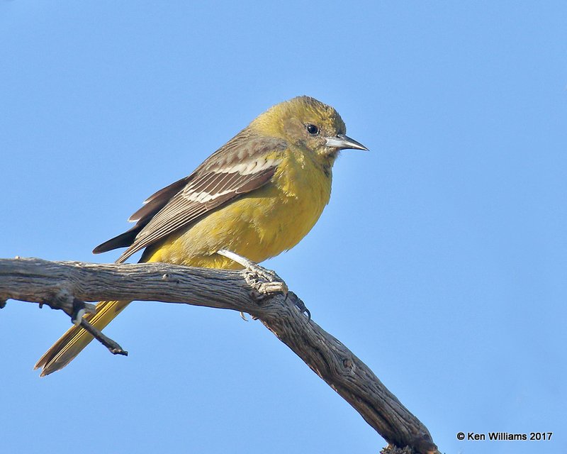 Scott's Oriole female, Ash Canyon, Sierra Vista, AZ, 4-2-17, Jda_42453.jpg