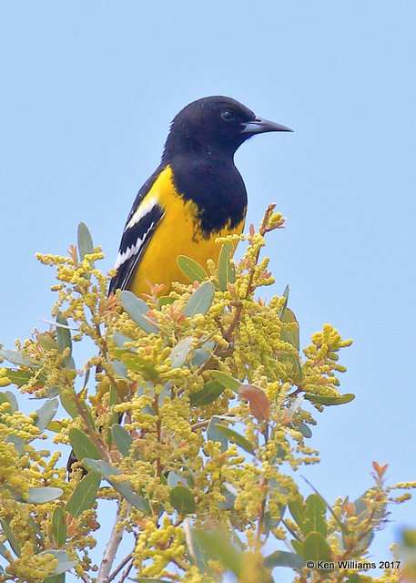 Scott's Oriole male, Ash Canyon, Sierra Vista, AZ, 4-1-17, Jda_42828.jpg