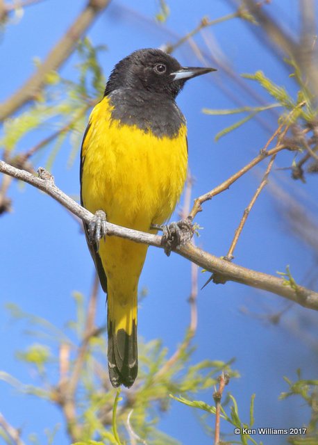 Scott's Oriole male, Ash Canyon, Sierra Vista, AZ, 4-2-17, Jda_42056.jpg