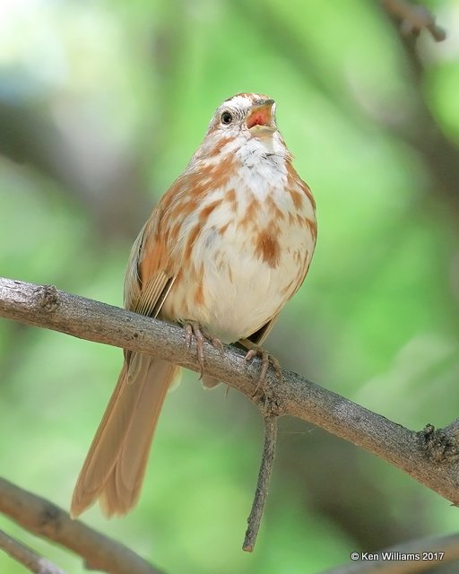 Song Sparrow - Southwest variety, Gilbert Water Ranch, Phoenix, AZ, 3-29-17, Jda_40733.jpg