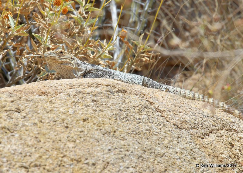 Sonoran Spiny-tailed Iguana, Ctenosaura hemilopha macrolopha, Arizona-Sonora Desert Museum, AZ, 3-29-17, Jda_41352.jpg