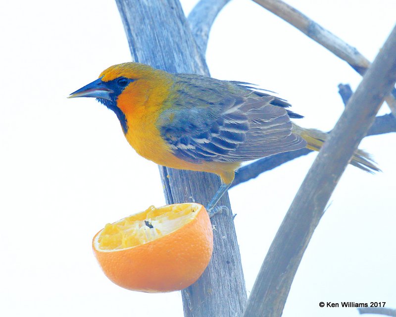 Streak-backed Oriole, Portal, AZ, 4-2-17, Jda_43801.jpg