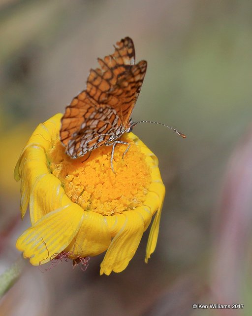 Tiny Checkerspot, Arizona-Sonora Desert Museum, AZ, 3-29-17, Jda_41382.jpg