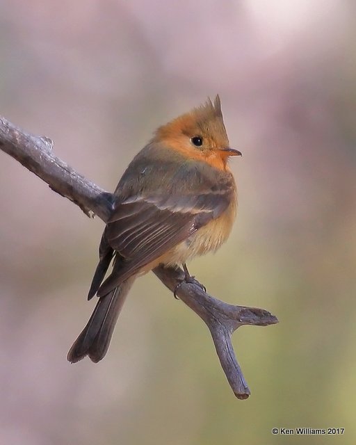 Tufted Flycatcher, Carr Canyon, Sierra Vista, AZ, 4-1-17, Jdaa_42650.jpg