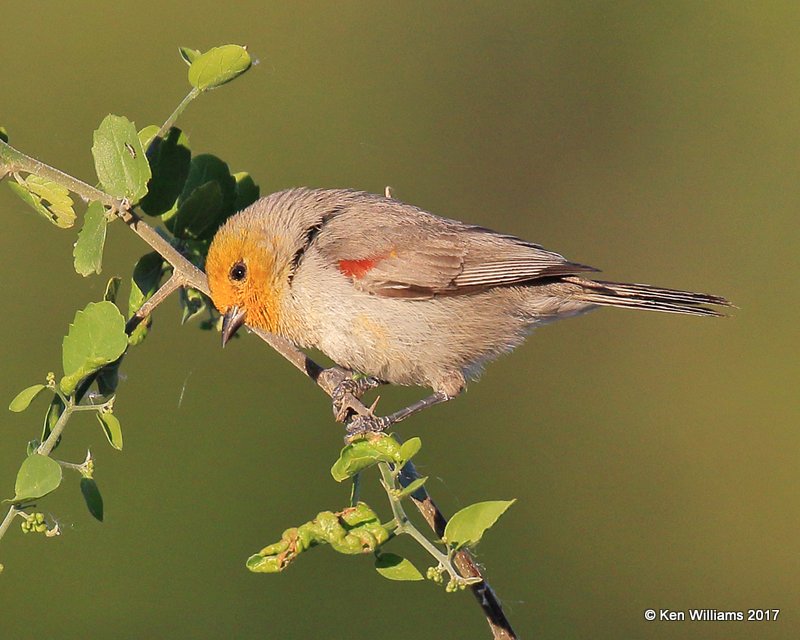 Verdin male, Tucson Sweetwater Wetlands, AZ, 3-29-17, Jda_41632.jpg