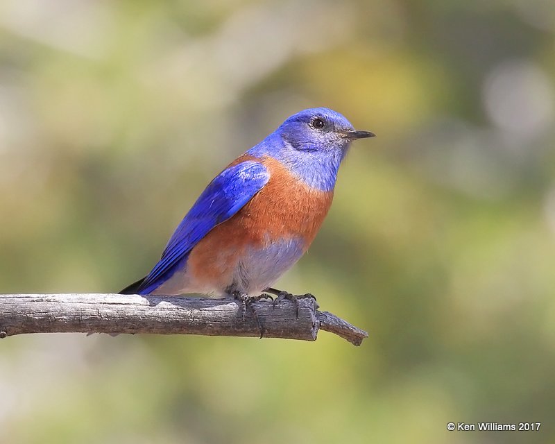 Western Bluebird male, Walnut Creek, Flagsaff, AZ, 3-18-17, Rca_32932.jpg