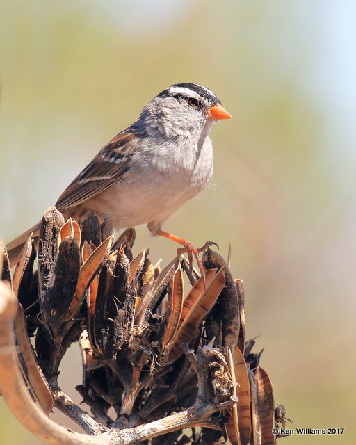 White-crowned Sparrow - Taiga subspecies, Portal, AZ, 4-2-17, Jda_43371.jpg