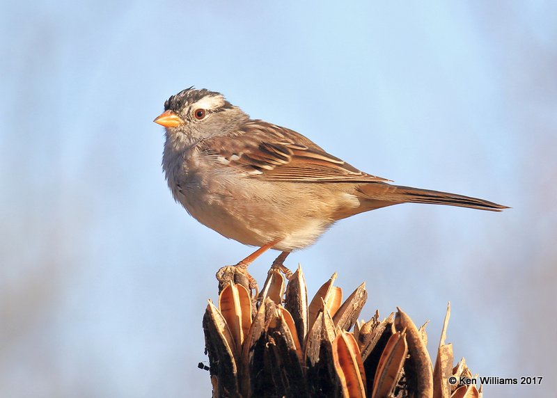 White-crowned Sparrow - Taiga subspecies, Portal, AZ, 4-3-17, Jda_44011.jpg