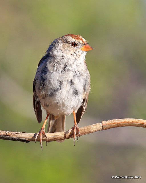 White-crowned Sparrow - Taiga subspecies juvenile, Portal, AZ, 4-3-17, Jda_44082.jpg