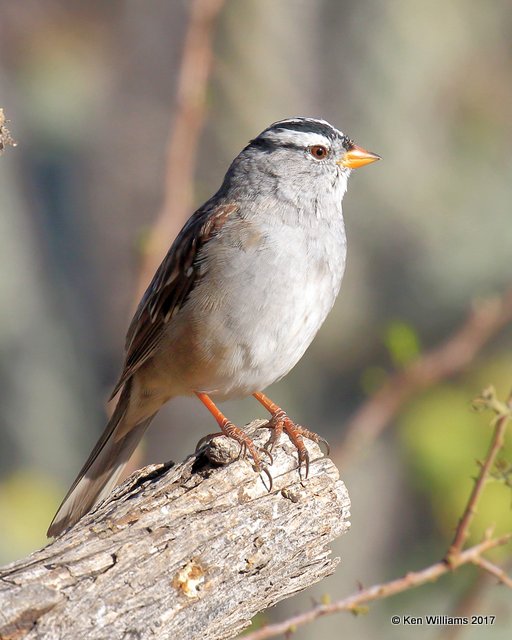 White-crowned Sparrow - Taiga subspecies, Portal, AZ, 4-3-17, Jda_44157.jpg