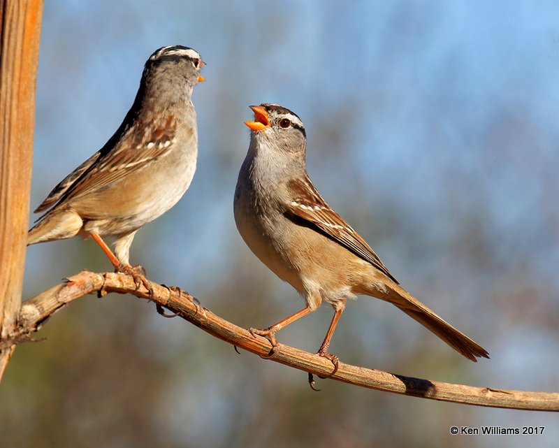 White-crowned Sparrows, Portal, AZ, 4-3-17, Jda_44159.jpg
