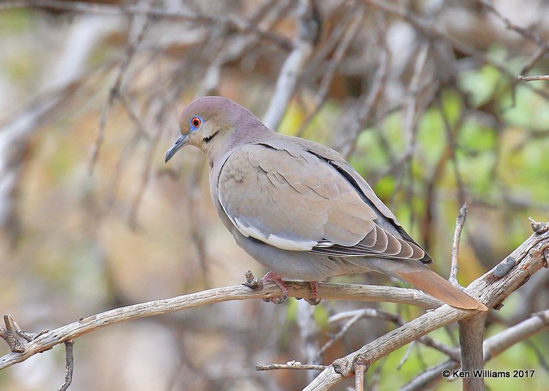 White-winged Dove, Ash Canyon, Sierra Vista, AZ, 4-1-17, Jda_43137.jpg