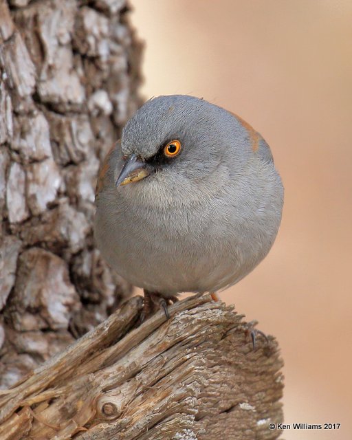 Yellow-eyed Junco, Carr Canyon, Sierra Vista, AZ, 4-1-17, Jdaa_41911.jpg