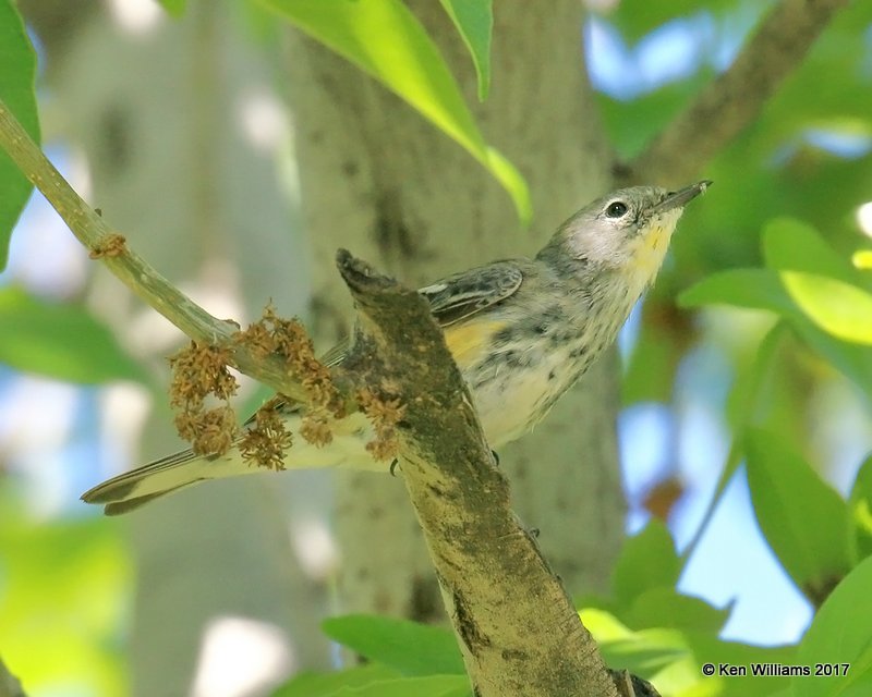 Yellow-rumped Warbler - Audubon's 1st year, Encanto Park, Phoenix, AZ, 3-29-17,  Jda_40429.jpg