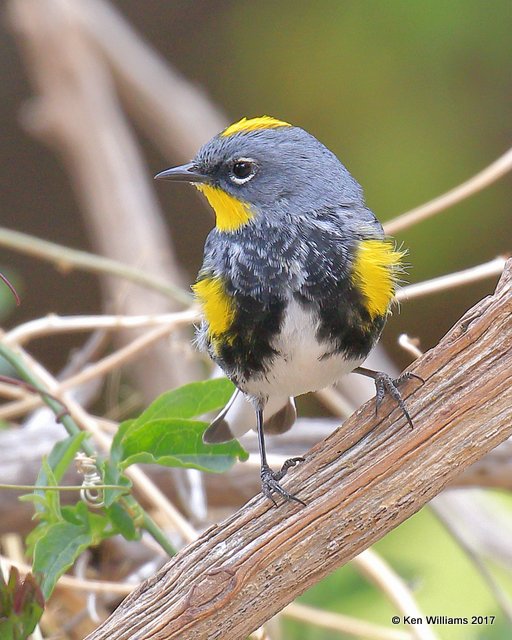 Yellow-rumped Warbler - Audubon's, Ash Canyon, Sierra Vista, AZ, 4-1-17, Jda_42880.jpg