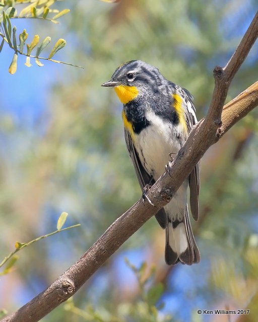 Yellow-rumped Warbler - Audubon subspecies, Encanto Park, Phoenix, AZ, 3-29-17, Jda_40071.jpg