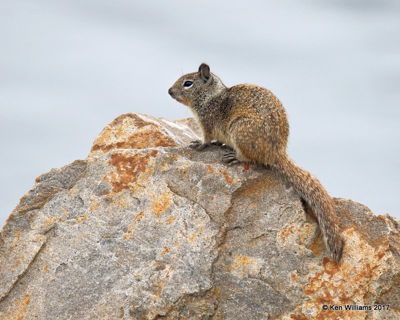 California Ground Squirrel Oceanside CA 3-22-17 Jda_33742.jpg