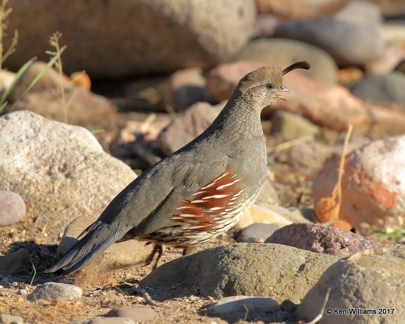 Gambel's Quail female, Portal, AZ, 4-3-17, Jda_44155.jpg