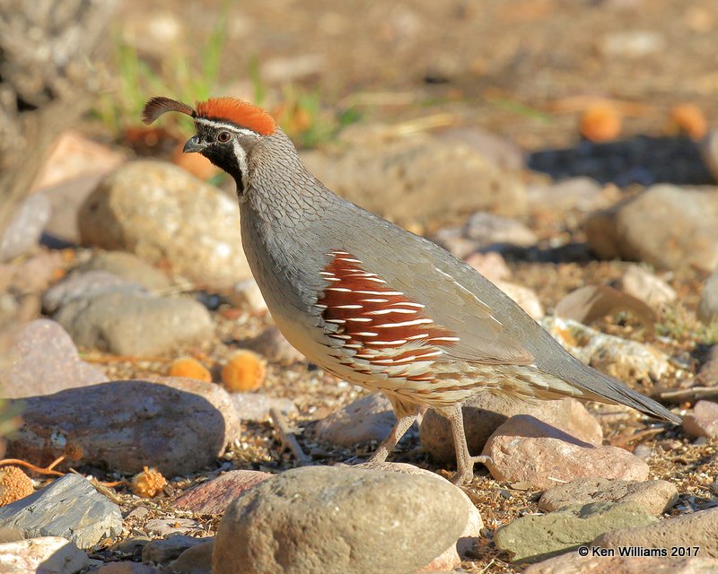 Gambel's Quail male, Portal, AZ, 4-3-17, Jda_44098.jpg