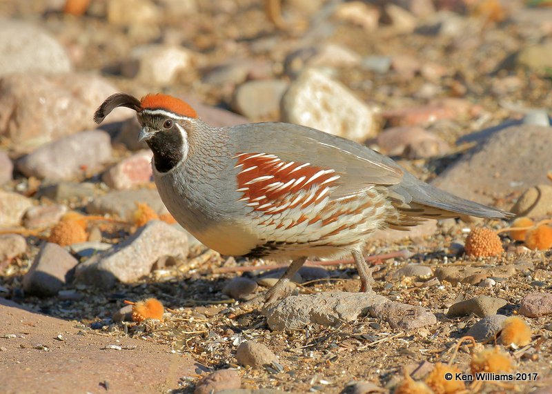 Gambel's Quail male, Portal, AZ, 4-3-17, Jda_44148.jpg