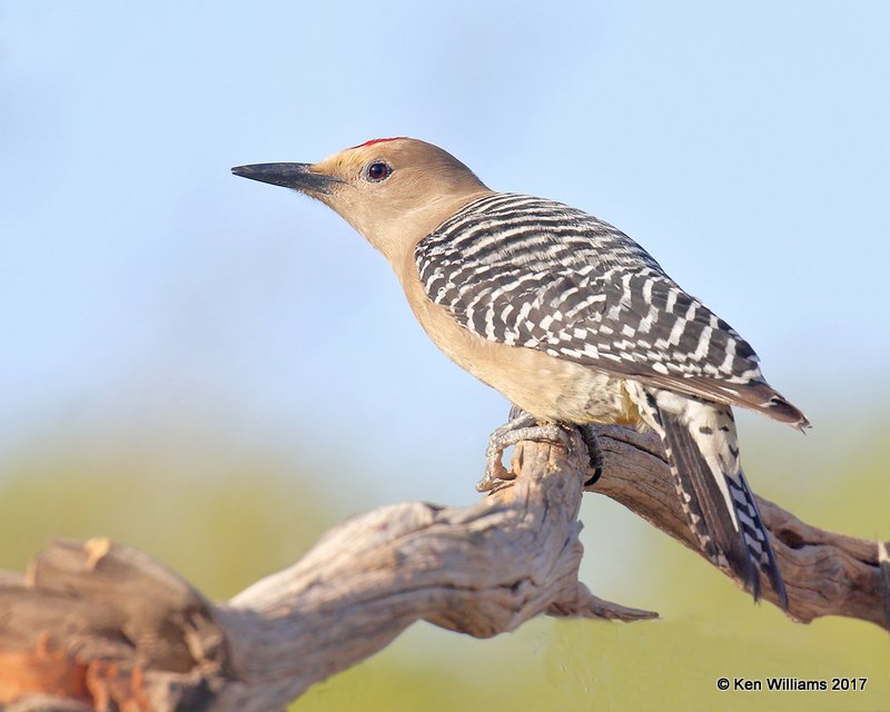 Gila Woodpecker male, Ash Canyon, Sierra Vista, AZ, 3-31-17, Jda_42489.jpg