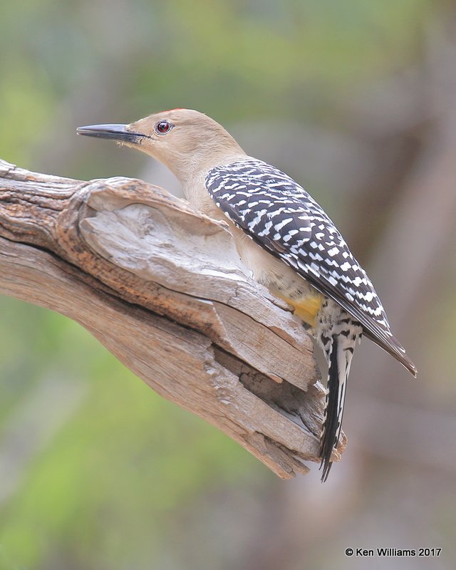 Gila Woodpecker male, Ash Canyon, Sierra Vista, AZ, 4-1-17, Jda_43051.jpg