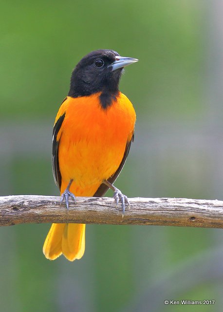 Baltimore Oriole adult male, Rogers Co yard, OK, 5-4-17, Jda_07370.jpg