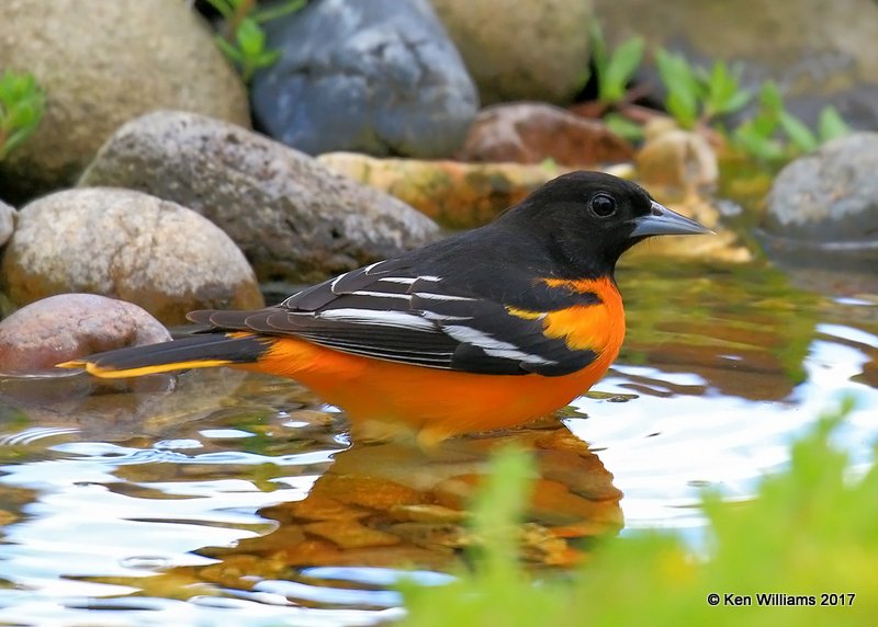 Baltimore Oriole adult male, Rogers Co yard, OK, 5-4-17, Jda_07450.jpg