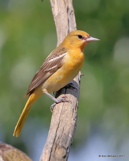 Baltimore Oriole female, Rogers Co yard, OK, 5-10-17, Jda_11069.jpg