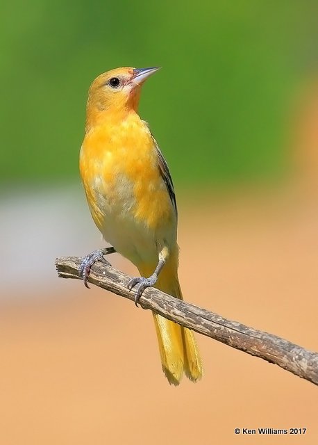 Baltimore Oriole female, Rogers Co yard, OK, 5-10-17, Jda_11083.jpg