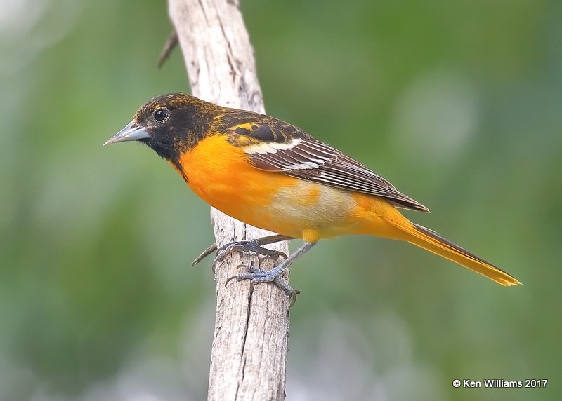 Baltimore Oriole heavily marked female, Rogers Co yard, OK, 5-10-17, Jda_11240.jpg