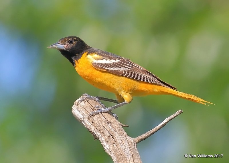 Baltimore Oriole heavily marked female, Rogers Co yard, OK, 5-10-17, Jda_11252.jpg