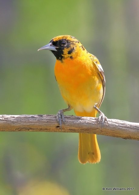 Baltimore Oriole heavily marked female, Rogers Co yard, OK, 5-4-17, Jda_07581.jpg