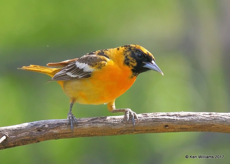 Baltimore Oriole heavily marked female, Rogers Co yard, OK, 5-4-17, Jda_07598.jpg