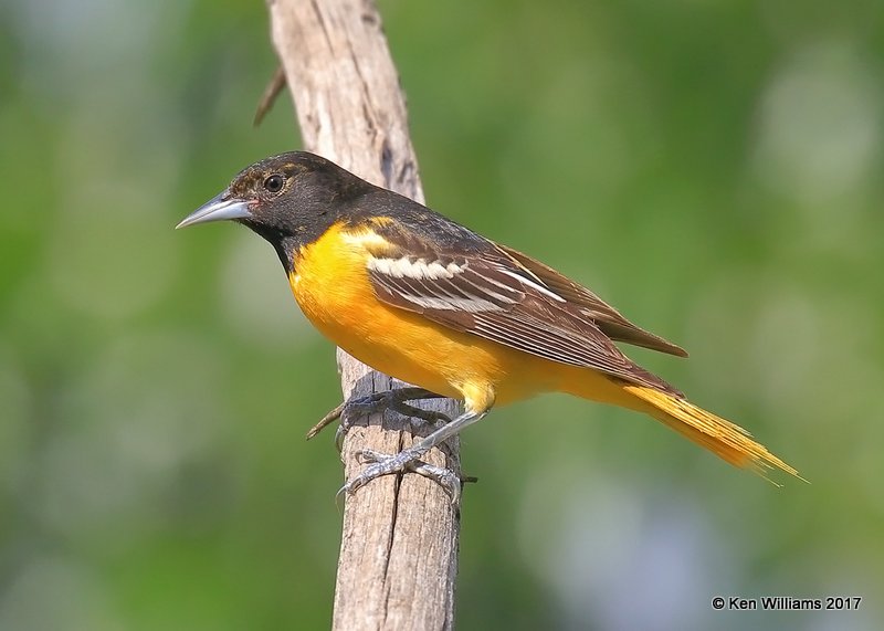 Baltimore Oriole immature male, Rogers Co yard, OK, 5-10-17, Jda_11227.jpg