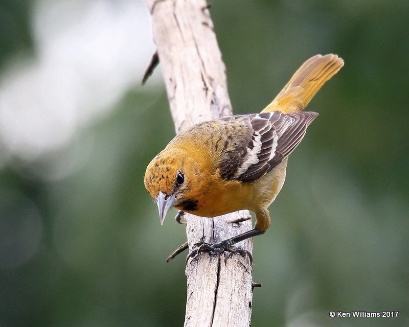 Baltimore Oriole mildly marked female, Rogers Co yard, OK, 5-10-17, Jda_10813.jpg